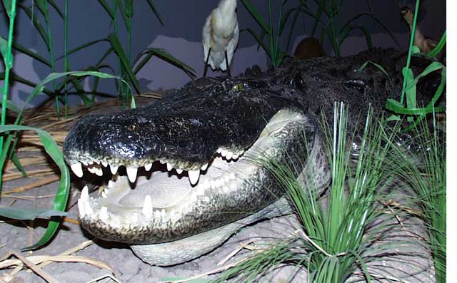 Museum of The Gulf Coast 